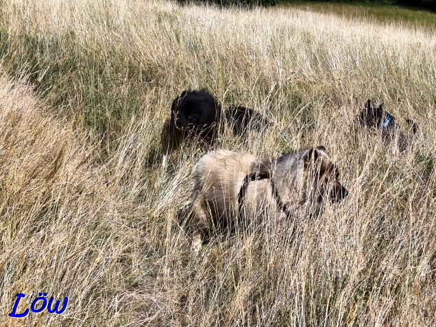 7.7.2025 - Dwix, Howard und Herkules